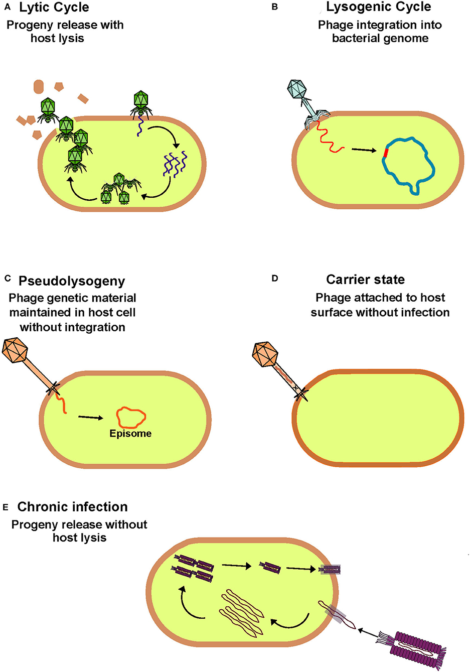 Piggyback-the-Winner in host-associated microbial communities