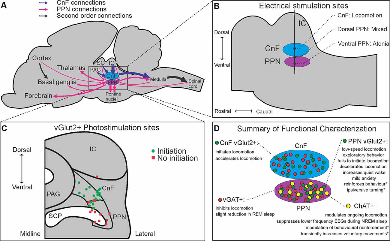 Frontiers  The Mesencephalic Locomotor Region: Beyond Locomotor Control