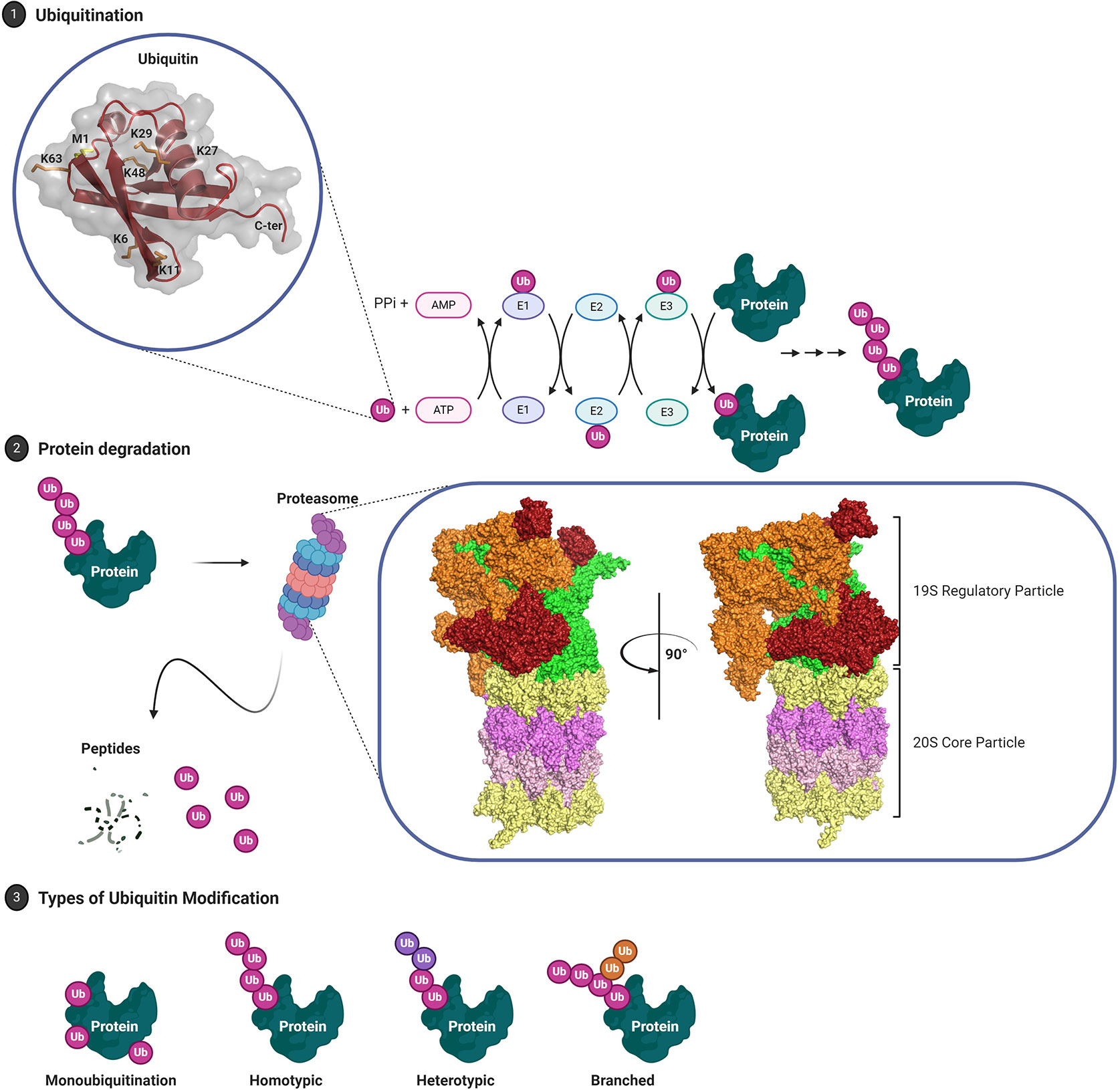 Frontiers  Targeting the Ubiquitin System in Glioblastoma