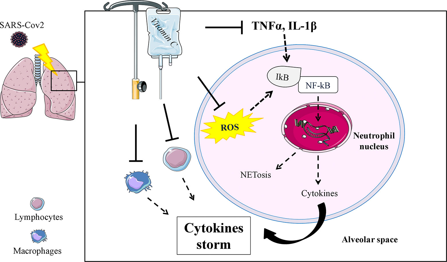 Frontiers The Long History Of Vitamin C From Prevention Of The Common Cold To Potential Aid In The Treatment Of Covid 19 Immunology