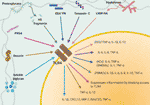 www.frontiersin.org