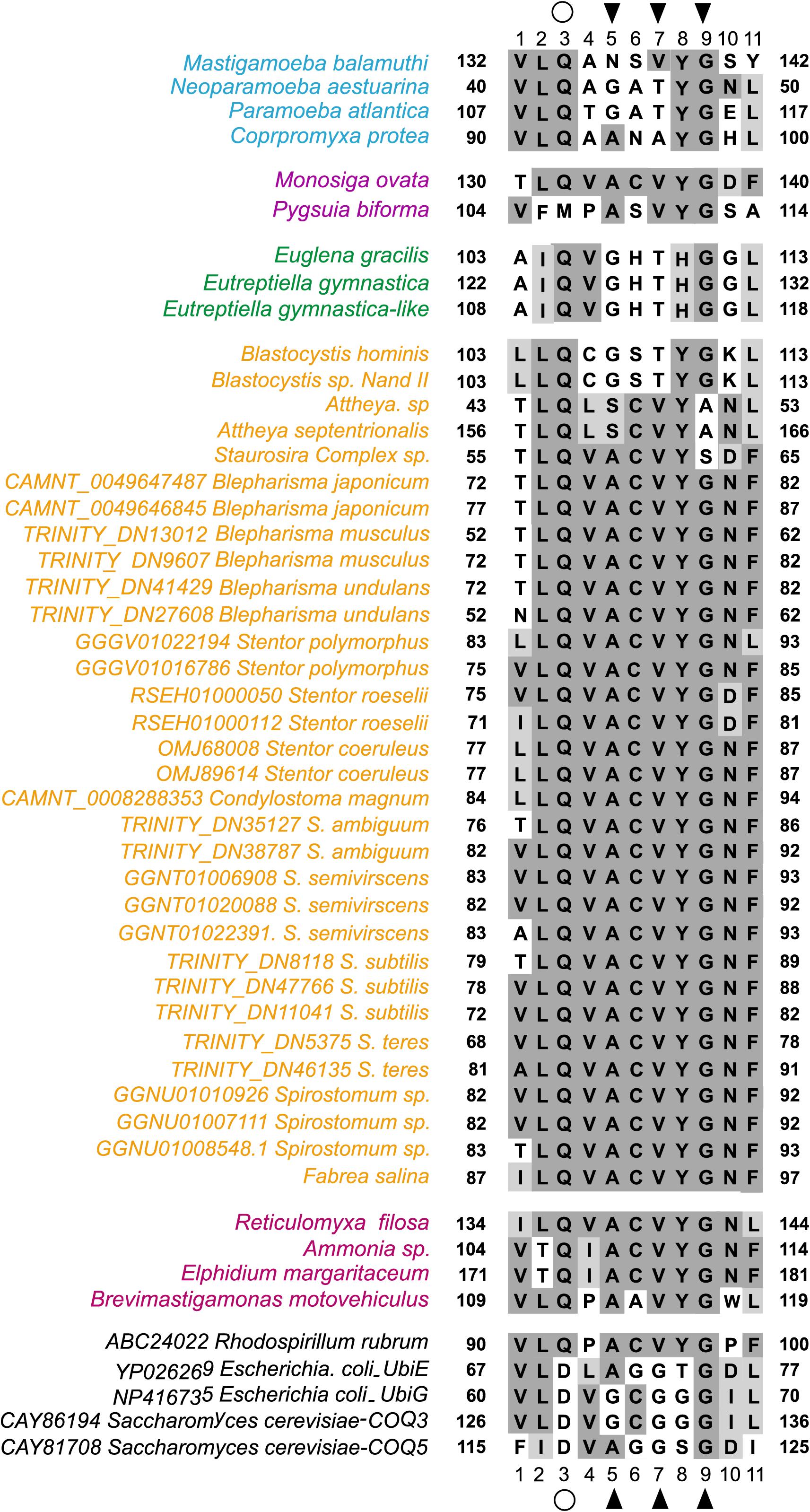 Frontiers Transcriptome Profiling Revealed Multiple Rqua Genes In The Species Of Spirostomum Protozoa Ciliophora Heterotrichea Microbiology