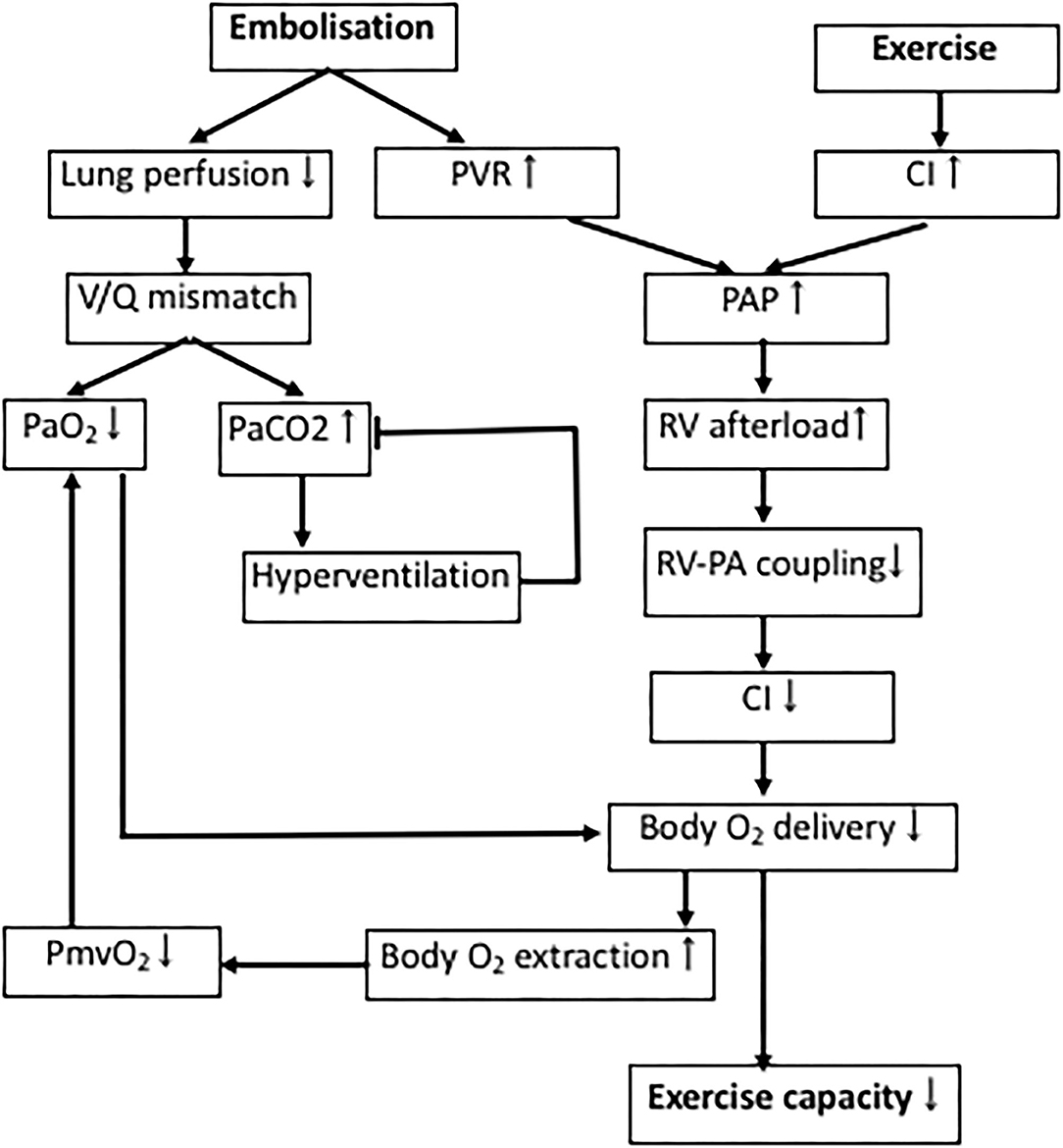 Frontiers | Chronic Thromboembolic Pulmonary Hypertension – What Have ...