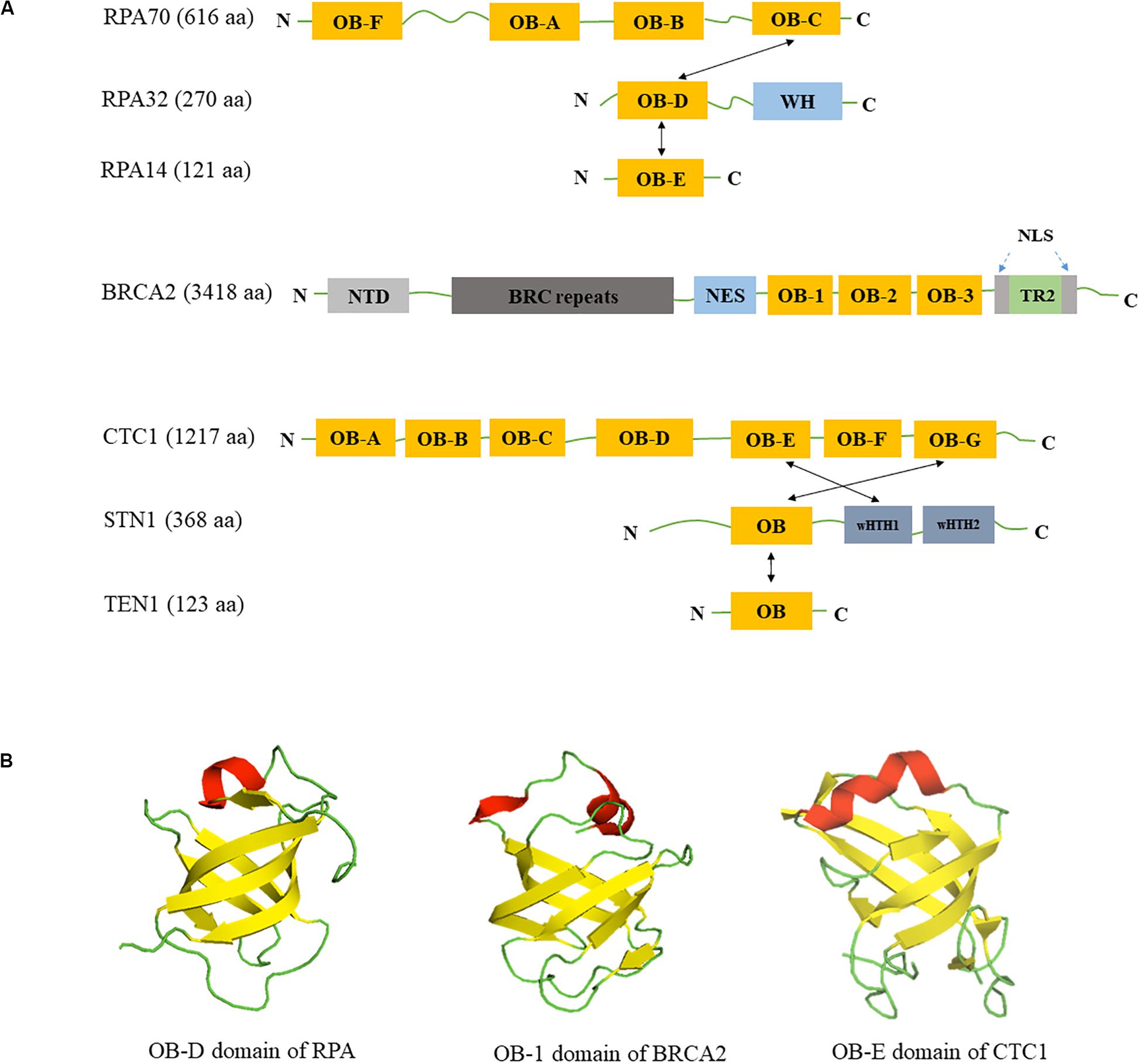 Frontiers Roles Of Ob Fold Proteins In Replication Stress Cell And Developmental Biology