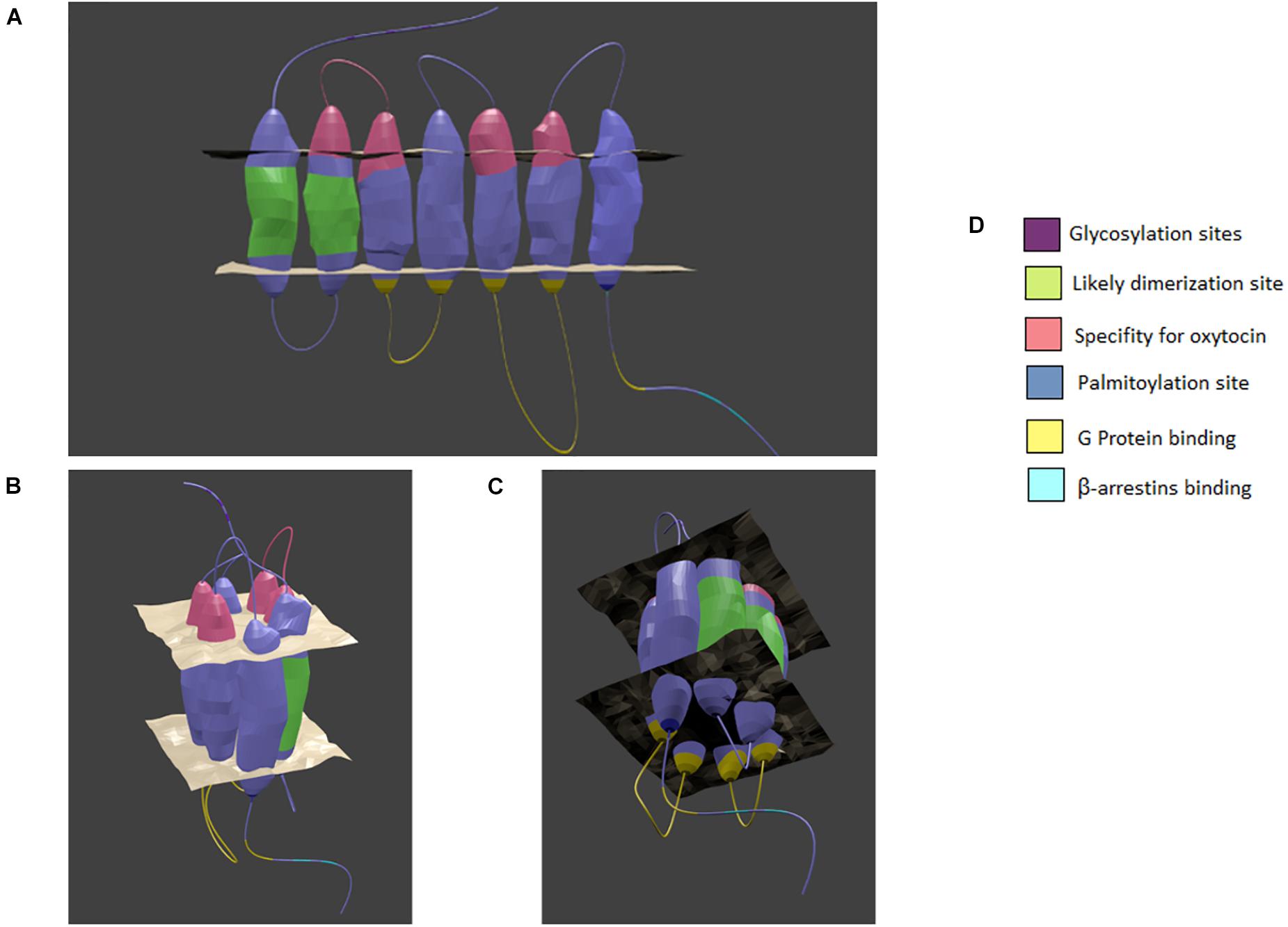 Frontiers Oxytocin Receptor Signaling In Vascular Function And Stroke Neuroscience