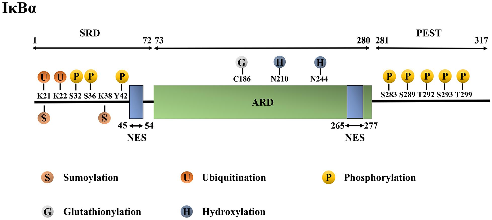 Sanders De nakoming Frontiers | Post-translational Modifications of IκBα: The State of the Art