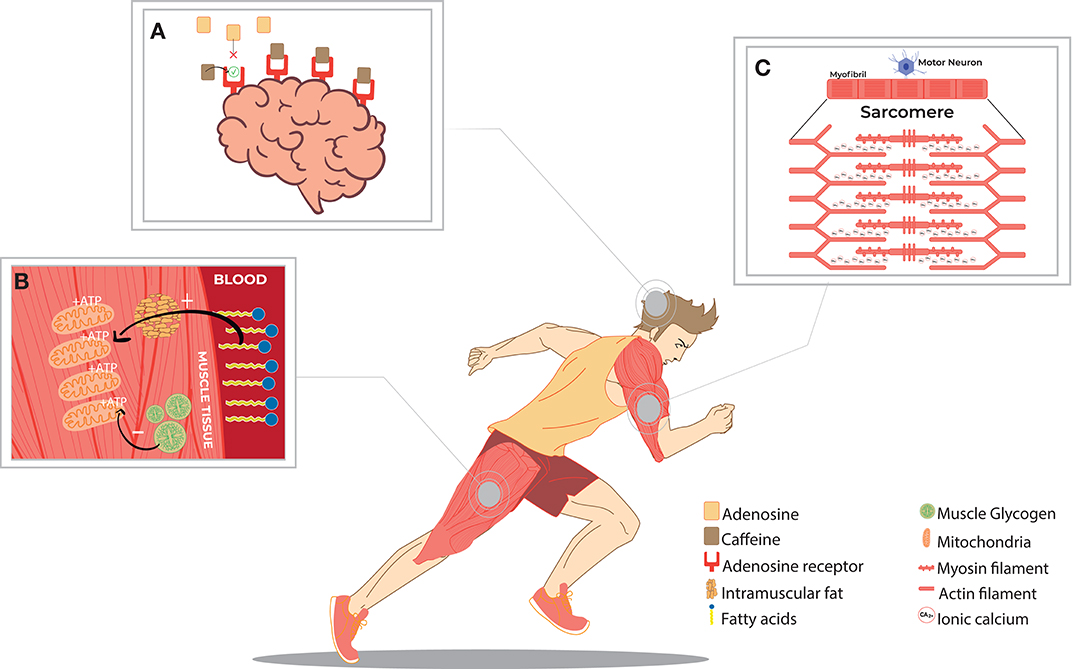 Caffeine and endurance