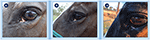 www.frontiersin.org
