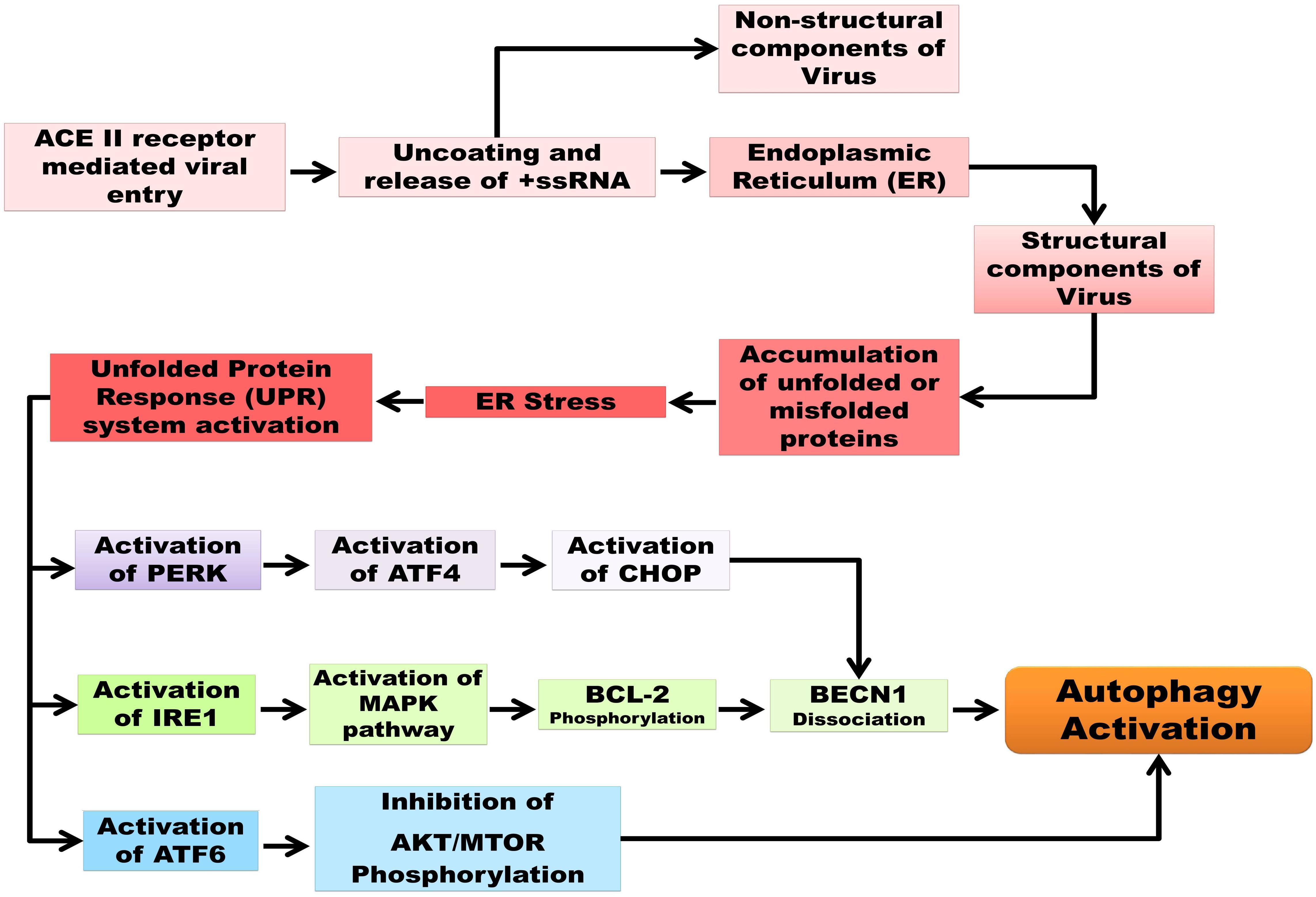 Molecular study on pathogenesis and transmission of COVID-19 - Universitas  Airlangga Official Website