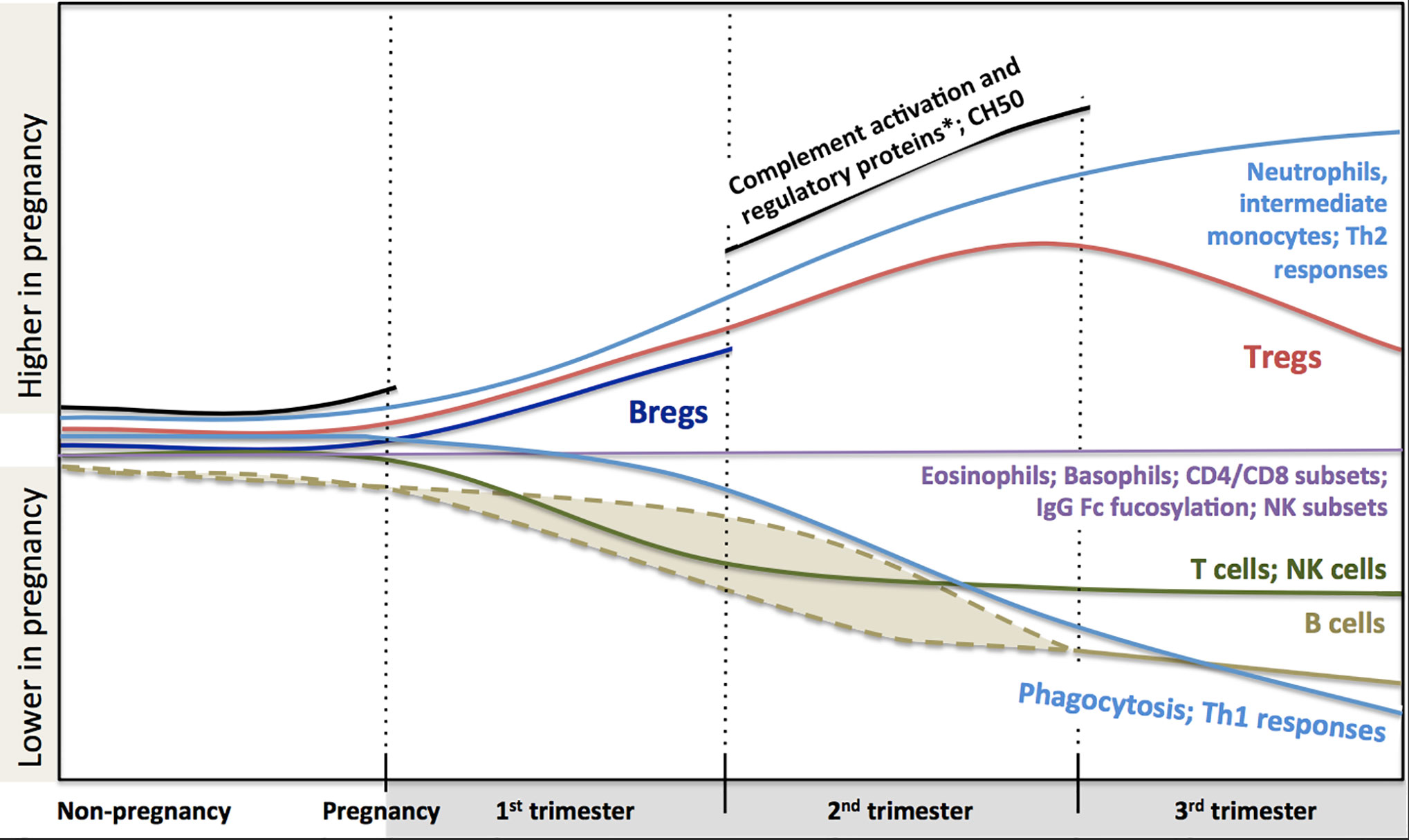 Frontiers | Maternal Immunological Adaptation Pregnancy Immunology