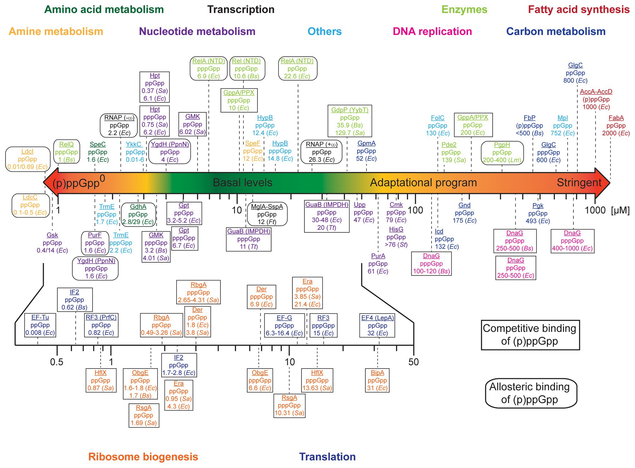 Frontiers | (p)ppGpp: Magic Modulators of Bacterial Physiology and ...