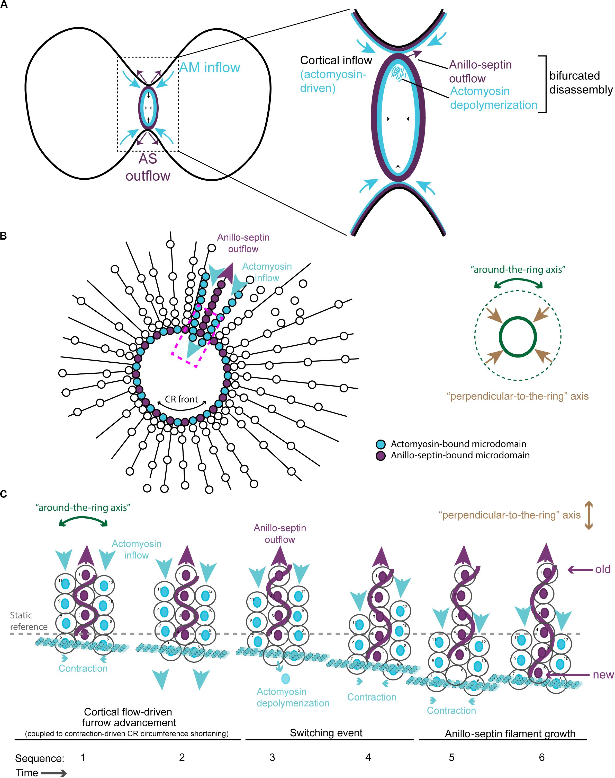 Frontiers | Animal Cell Cytokinesis: The Rho-Dependent  Actomyosin-Anilloseptin Contractile Ring as a Membrane Microdomain  Gathering, Compressing, and Sorting Machine