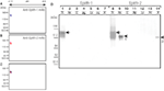 www.frontiersin.org