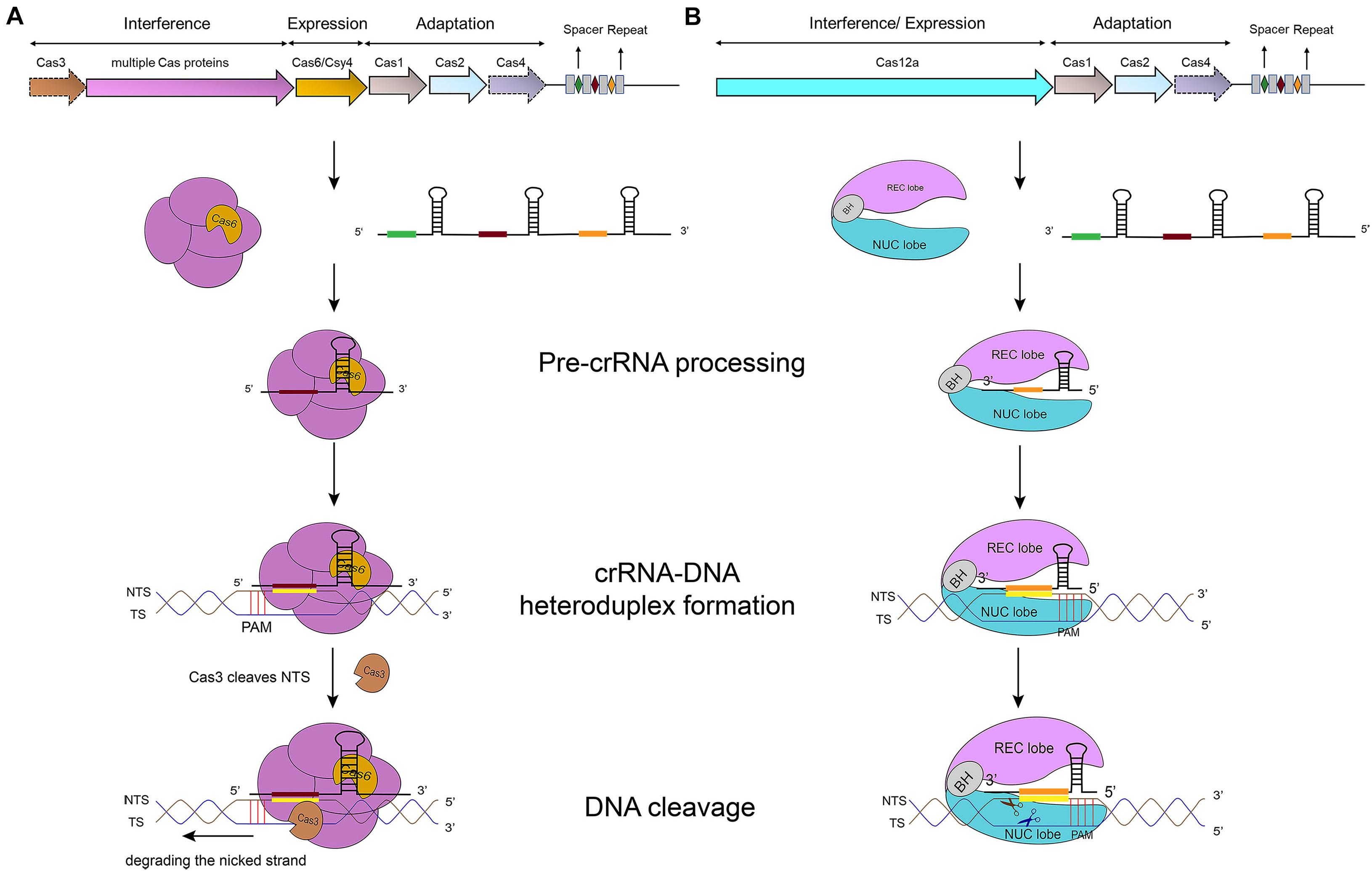 Frontiers Types I And V Anti Crispr Proteins From Phage Defense To Eukaryotic Synthetic Gene Circuits Bioengineering And Biotechnology