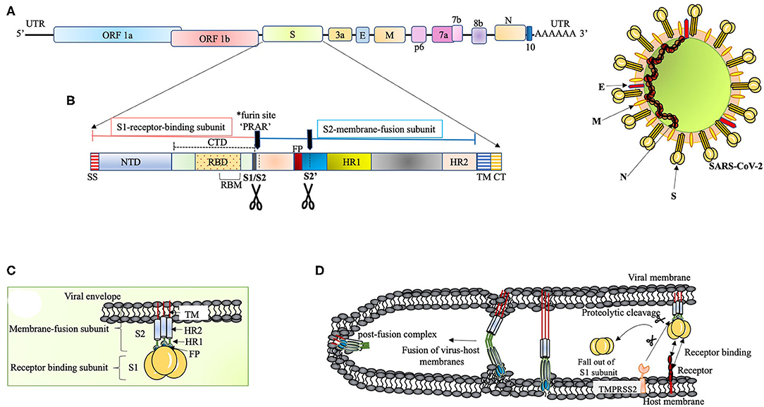 Frontiers  Understanding the Role of SARS-CoV-2 ORF3a in Viral