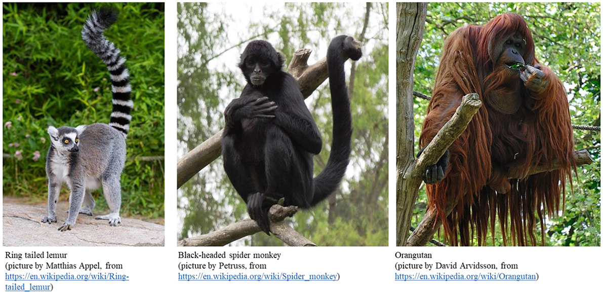 Figure 1 - Examples of primates—a lemur, a monkey, and a great ape.