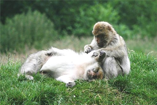 Figure 2 - Two adult female Barbary macaques involved in a grooming session.