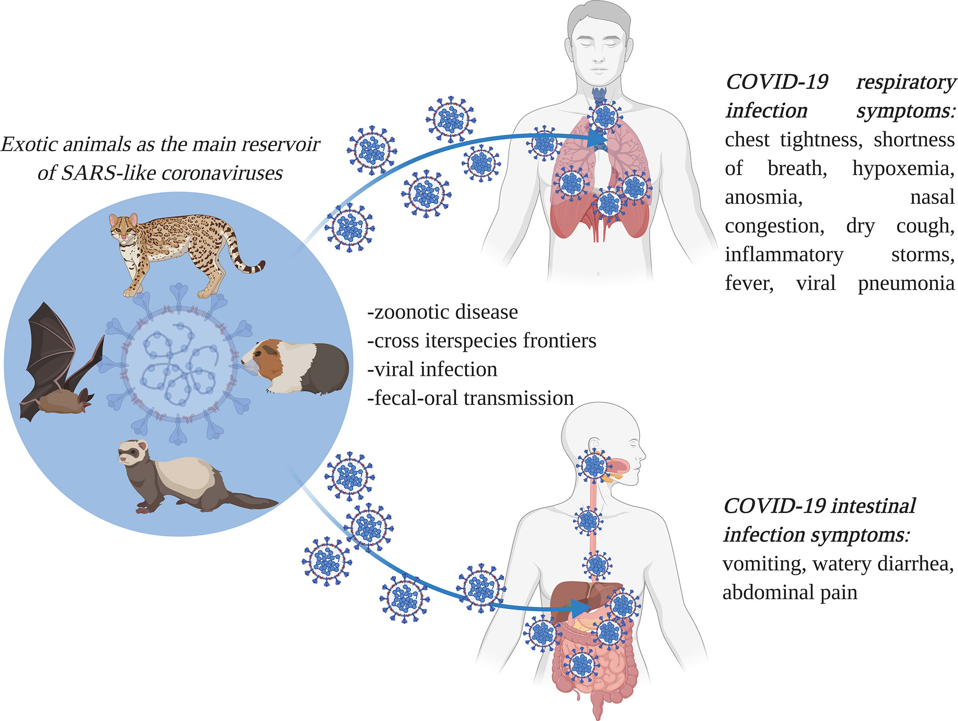 systematic literature review of role of coronaviruses in sporadic gastroenteritis