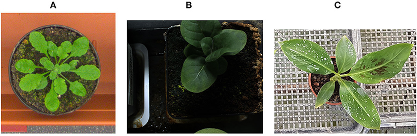 Frontiers | Leaf Counting: Fusing Network Components Improved Accuracy