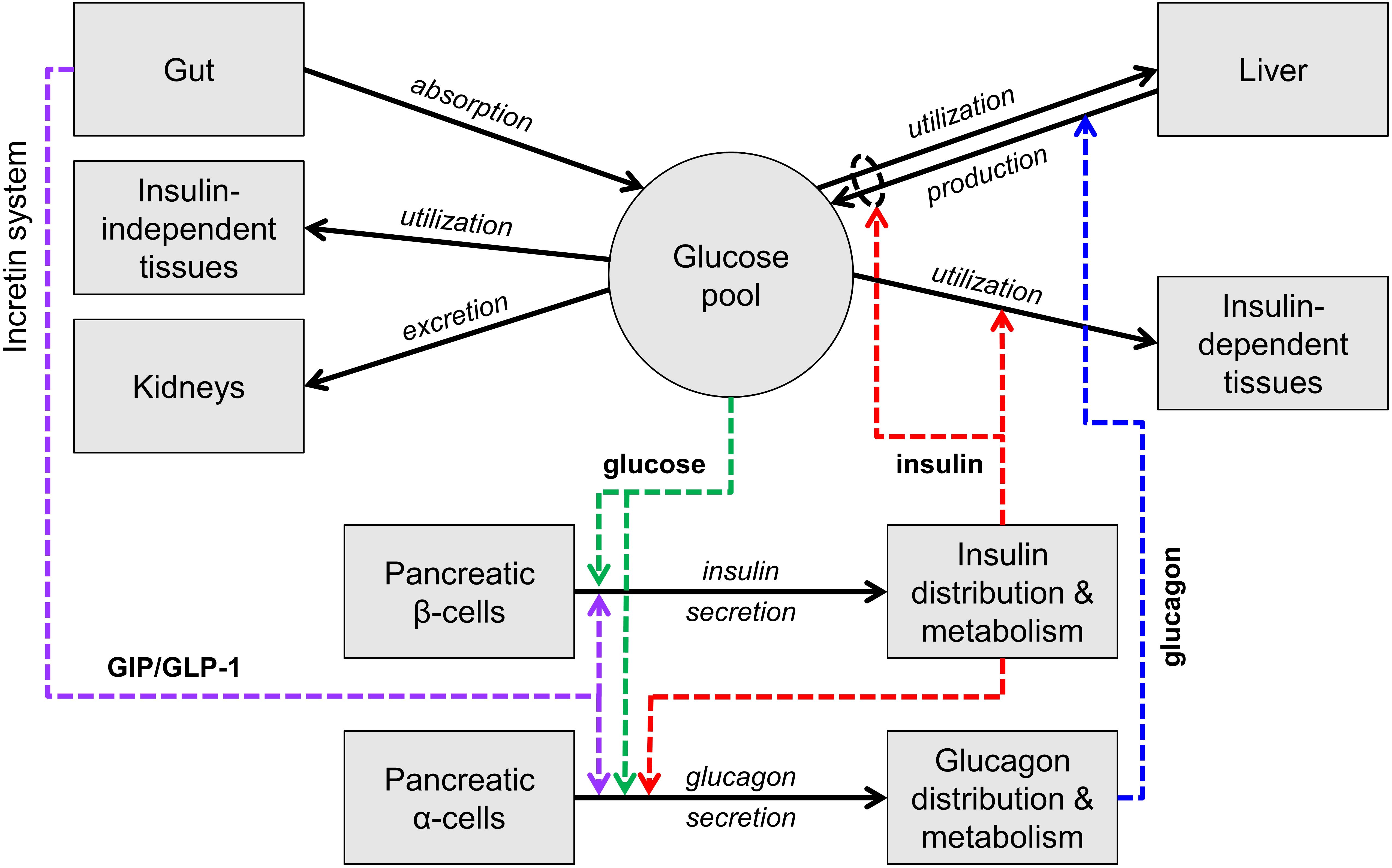 Frontiers | Mathematical Modeling for the Physiological and