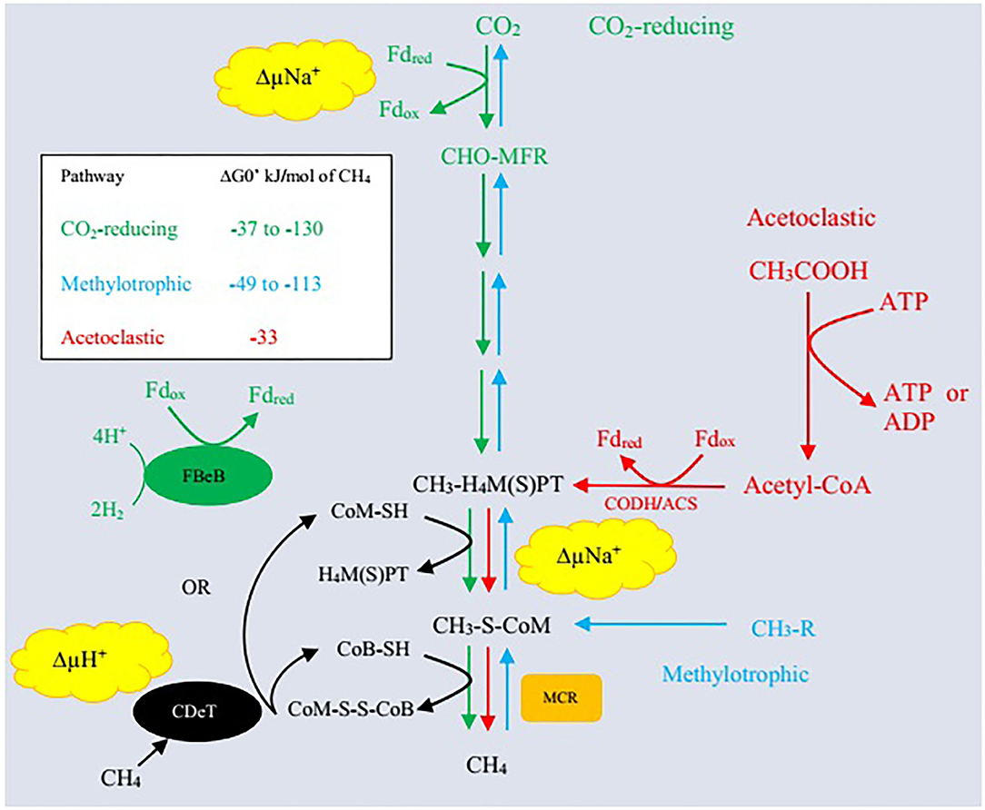 Magnetite Alters the Metabolic Interaction between Methanogens and