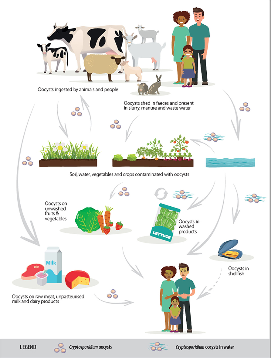 how giardia and cryptosporidium cause illness