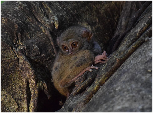 Figure 1 - A tarsier in Tangkoko National Park, North Sulawesi, Indonesia (Photo credit: DC).