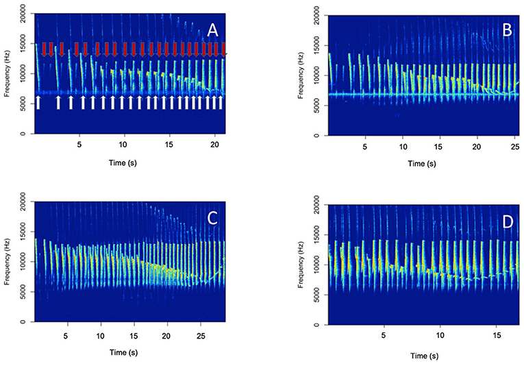 Figure 2 - Spectrograms of songs from four different tarsier pairs.