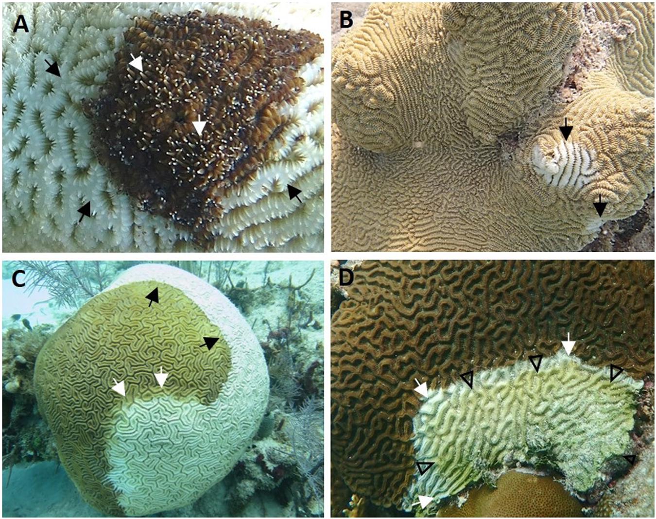 Frontiers | Stony Coral Tissue Loss Disease in Florida Is Associated ...