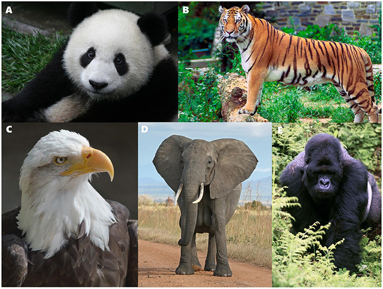 Flagship Species: Do They Help or Hurt Conservation? · Frontiers for