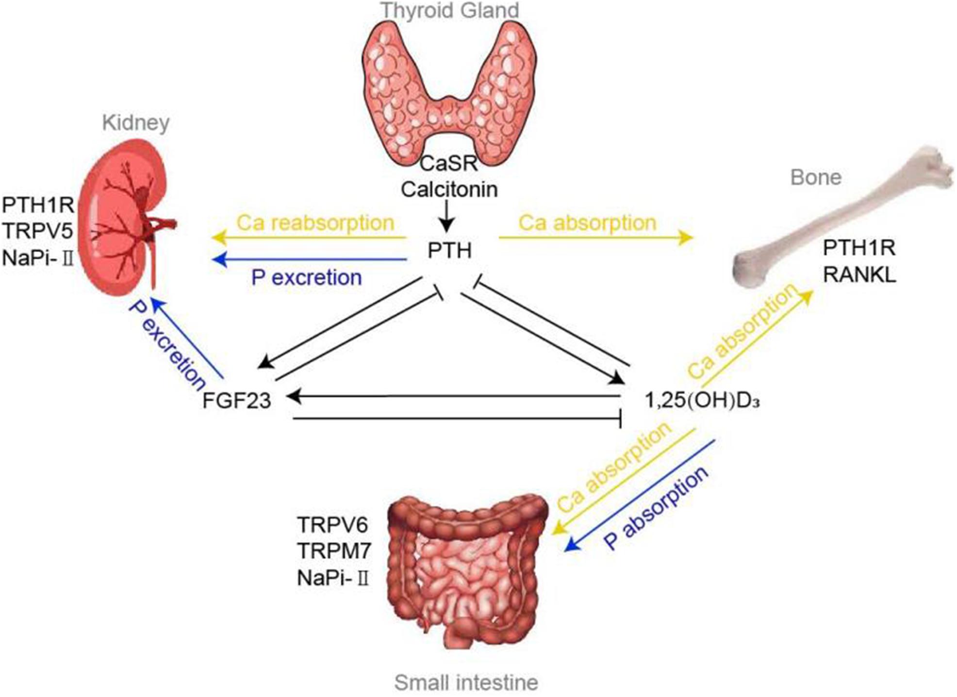 Frontiers  Disorders of Calcium and Phosphorus Metabolism and the