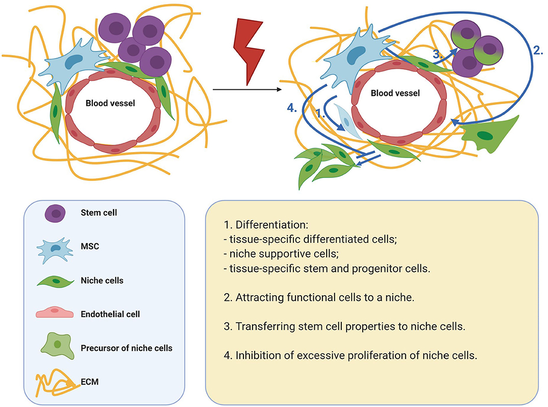 Mesenchymal stromal/stem cell-derived extracellular vesicles in tissue  repair: challenges and opportunities. - Abstract - Europe PMC