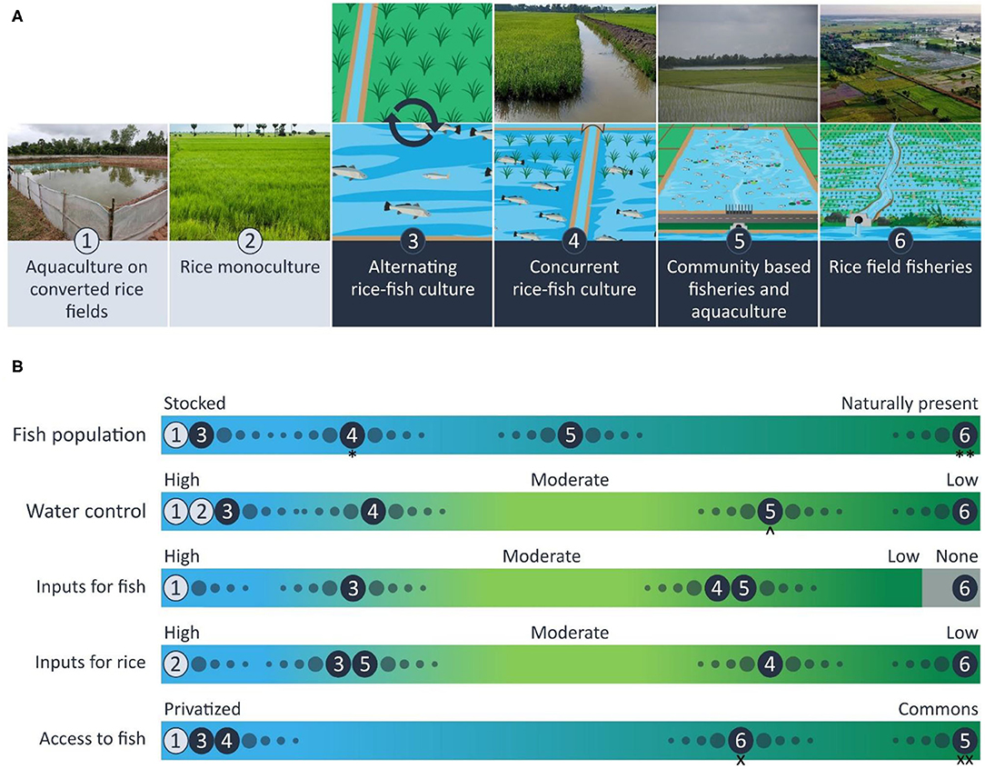 Frontiers | Maintaining Diversity of Integrated Rice and Fish Production Confers Adaptability of Food Systems Global Change | Sustainable Food