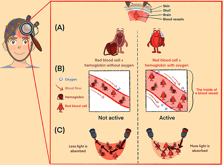 Figure 3 - (A) Like all other organs, the brain needs oxygen to work.