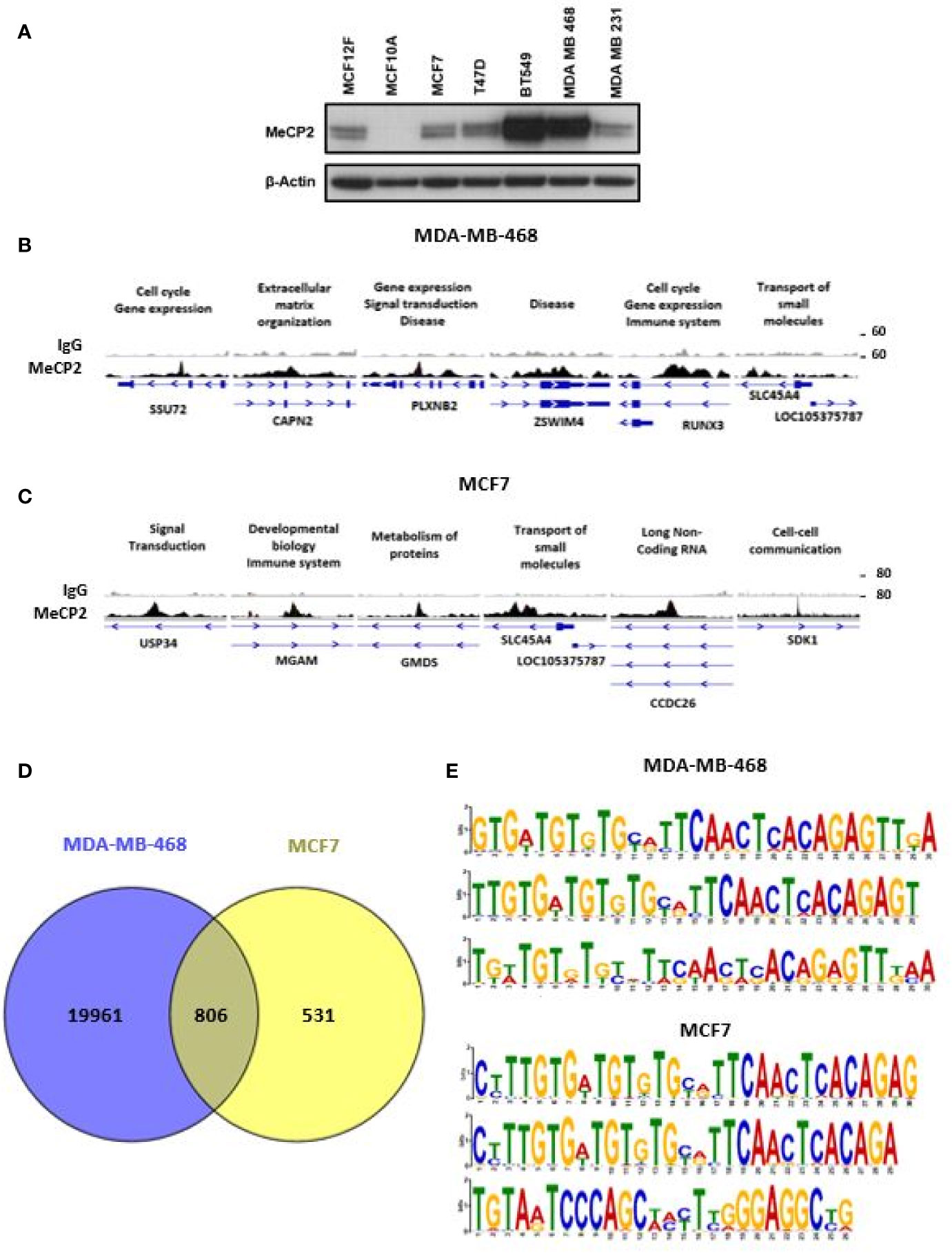 Genome-wide distribution of linker histone H1.0 is independent of MeCP2