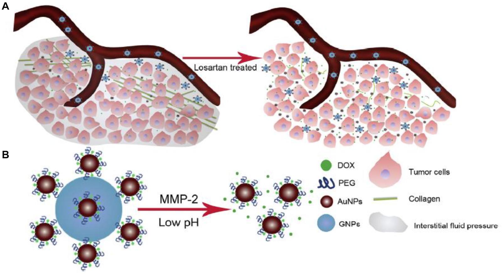 Frontiers Tumor Microenvironment Responsive Size Shrinkable Drug Delivery Nanosystems For