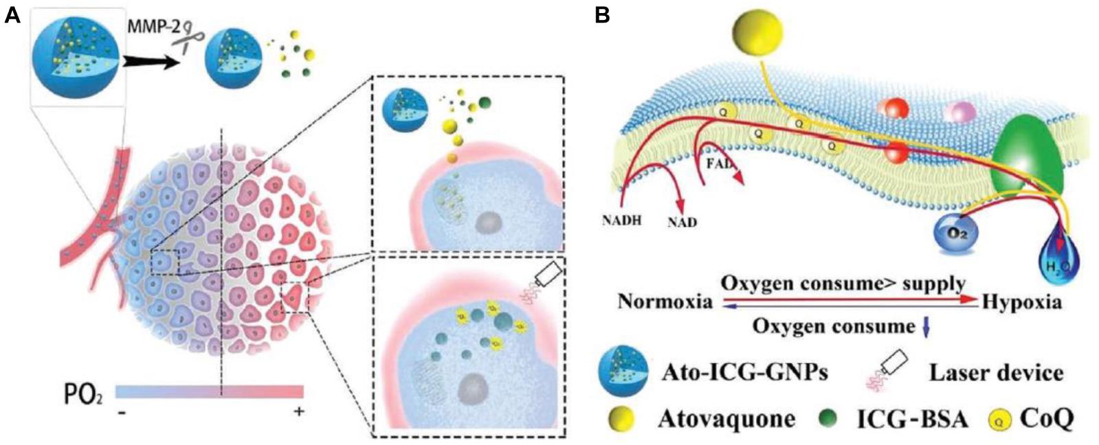 Frontiers Tumor Microenvironment Responsive Size Shrinkable Drug Delivery Nanosystems For
