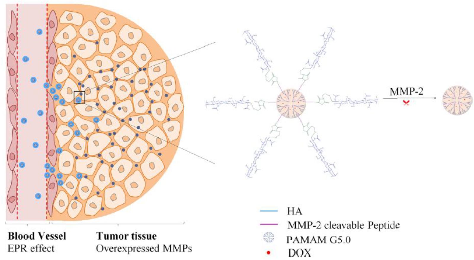 Frontiers Tumor Microenvironment Responsive Size Shrinkable Drug Delivery Nanosystems For