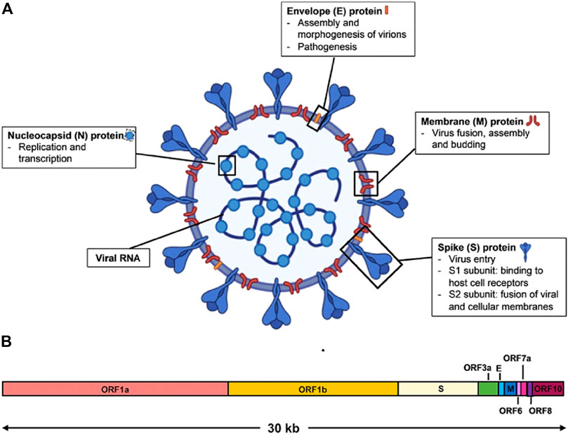 Severity of sore throat with the Mallinckrodt Hi–LoÒ (control) and