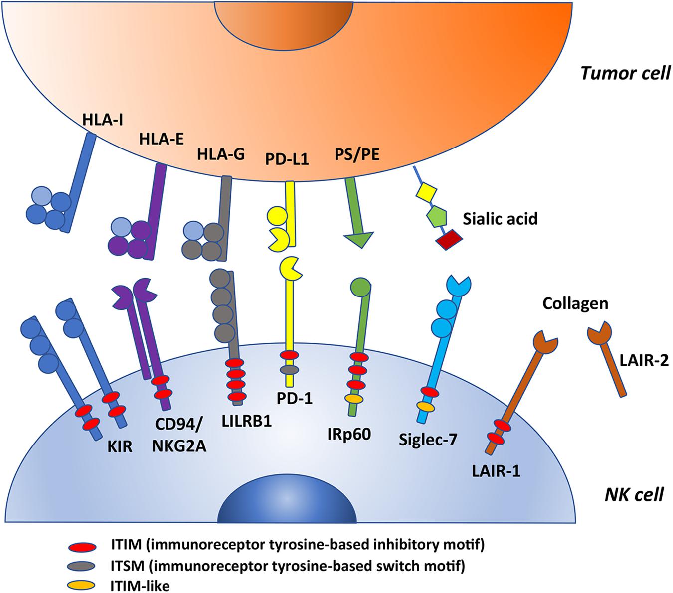 Frontiers | Inhibitory Receptors and Checkpoints in Human NK Cells ...