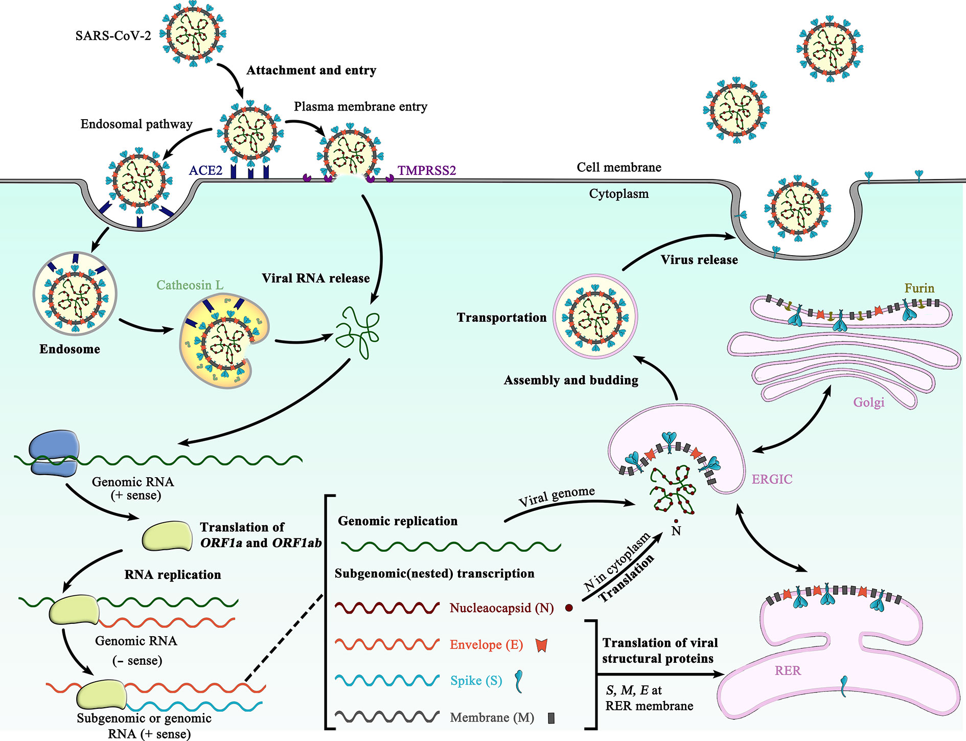 Frontiers The Sars Cov 2 Spike Glycoprotein Biosynthesis Structure Function And Antigenicity Implications For The Design Of Spike Based Vaccine Immunogens Immunology