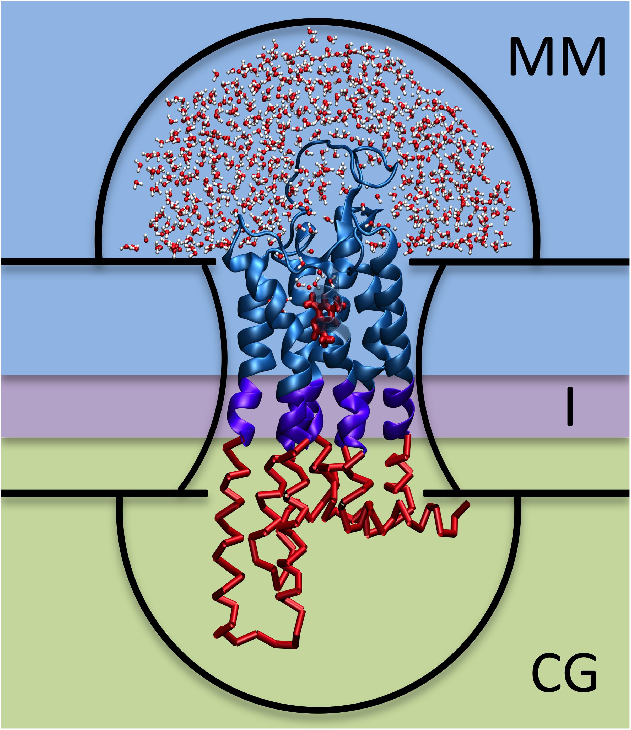 Frontiers | Hybrid MM/CG Webserver: Automatic Set Up of Molecular  Mechanics/Coarse-Grained Simulations for Human G Protein-Coupled  Receptor/Ligand Complexes