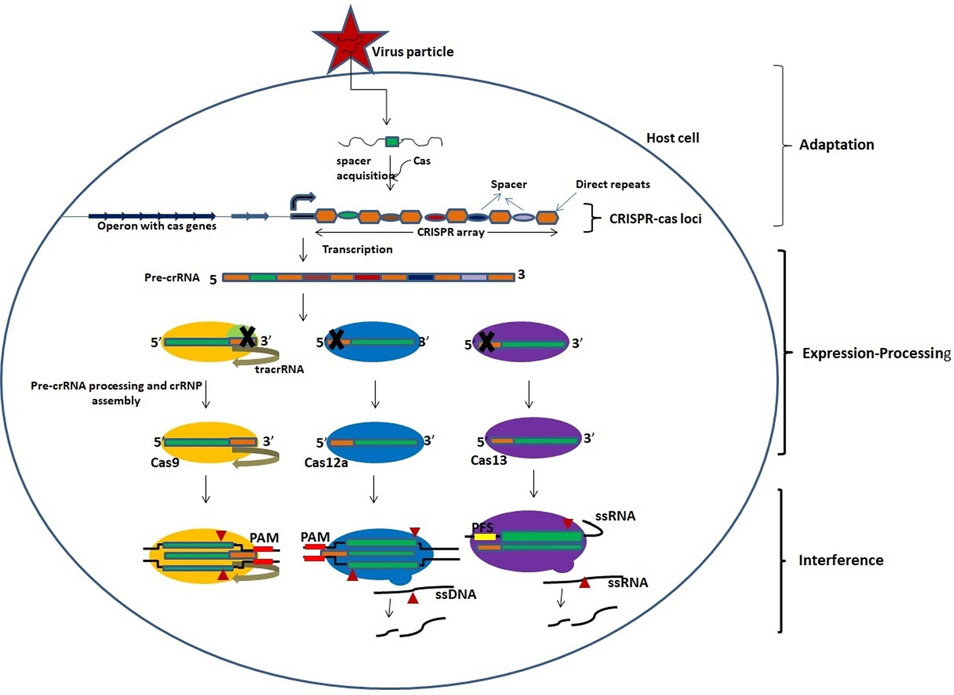 stereoanlæg Generelt sagt jeg er glad Frontiers | CRISPR-Cas System: An Approach With Potentials for COVID-19  Diagnosis and Therapeutics | Cellular and Infection Microbiology