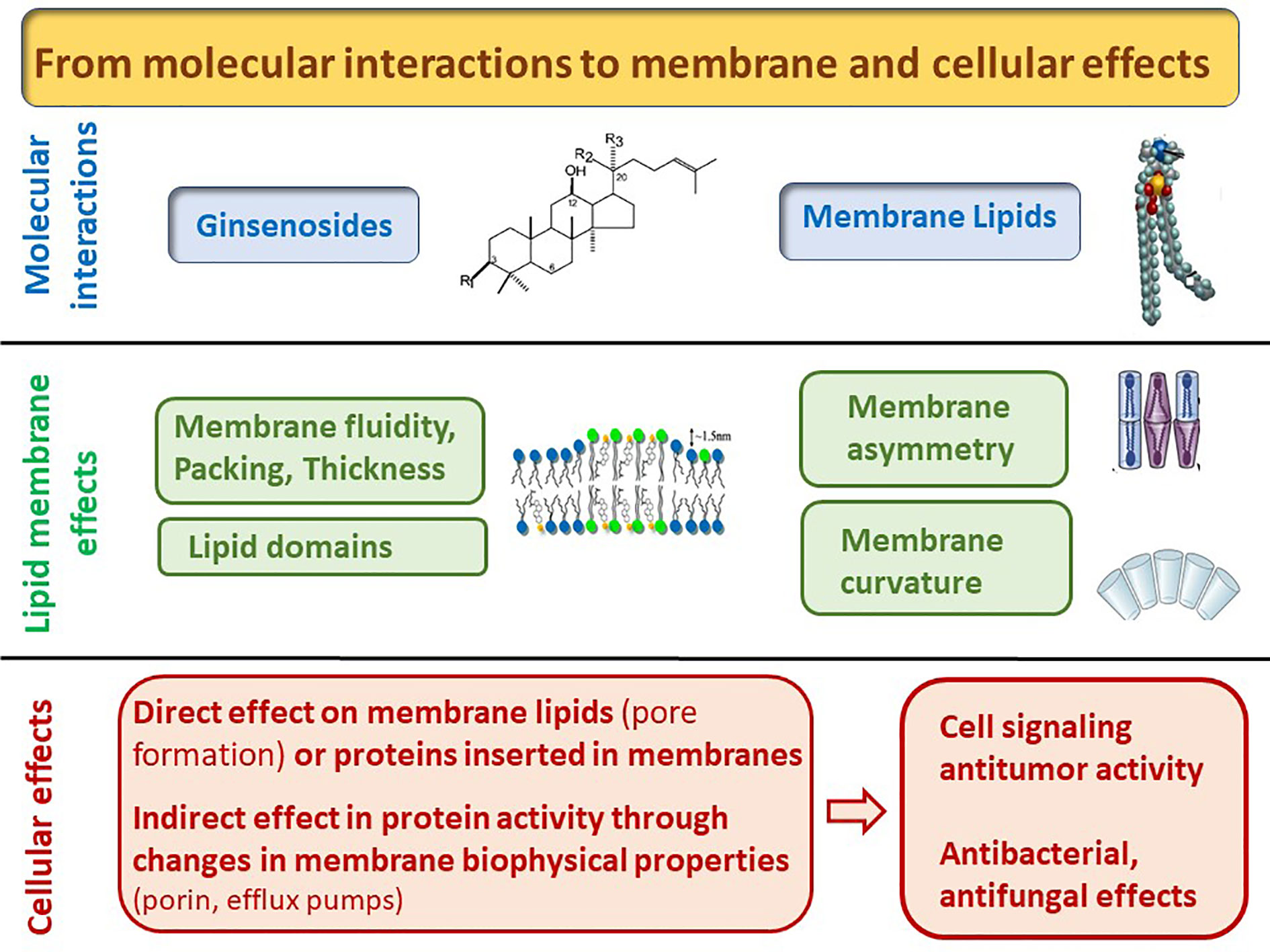 Frontiers | Lipid Membranes as Targets for the Pharmacological of Ginsenosides | Pharmacology