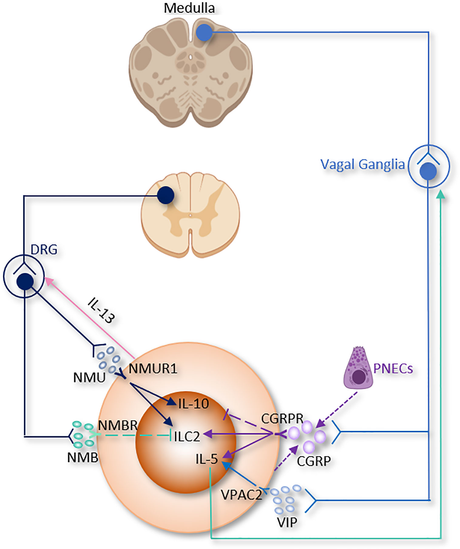 Frontiers  Neuroimmune Interactions and Rhythmic Regulation of Innate  Lymphoid Cells