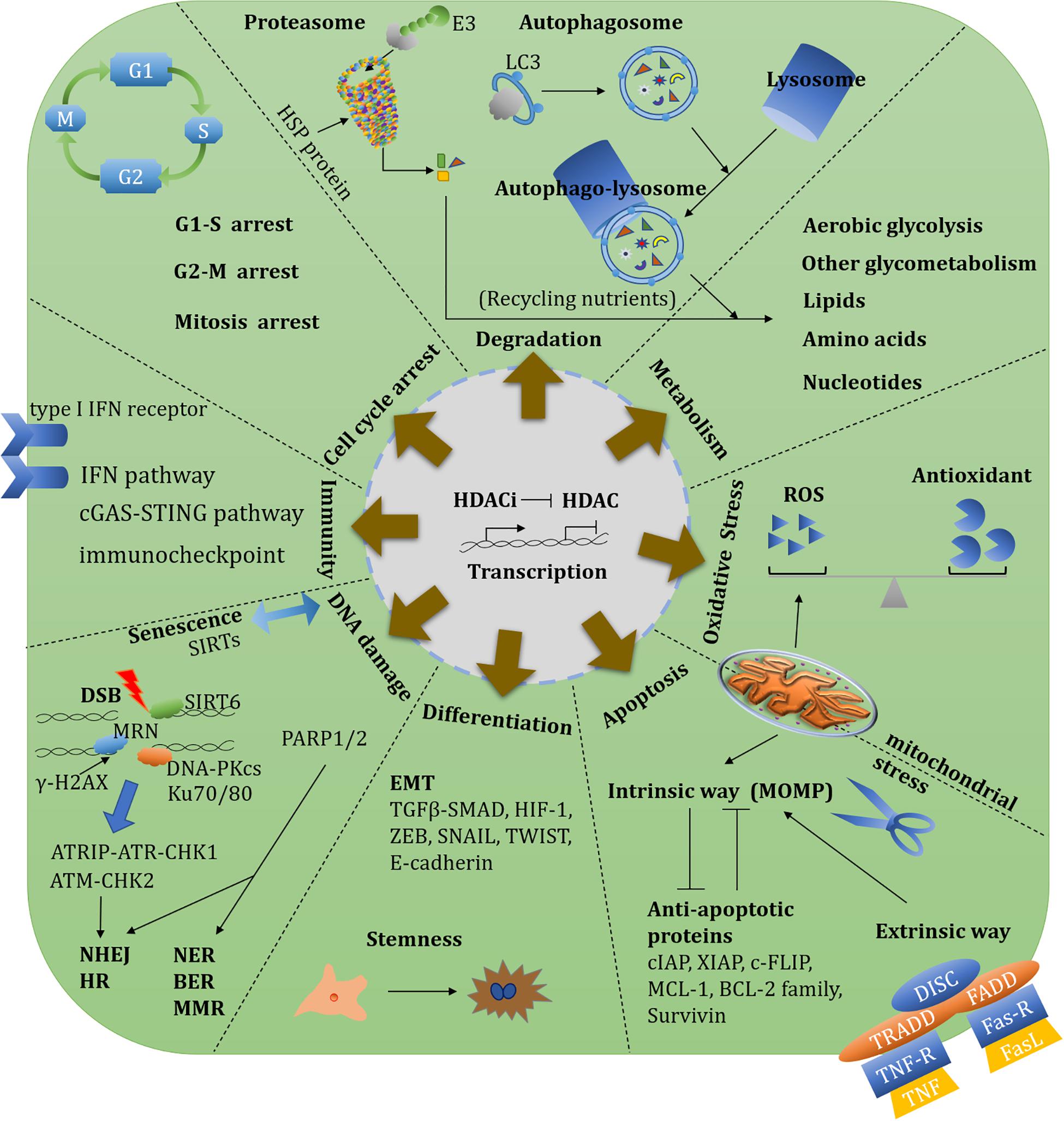 aetiology of mesothelioma