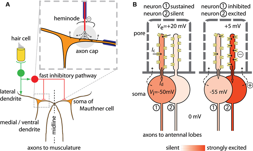 EPHAPTIC COUPLING OF CORTICAL NEURONS PDF