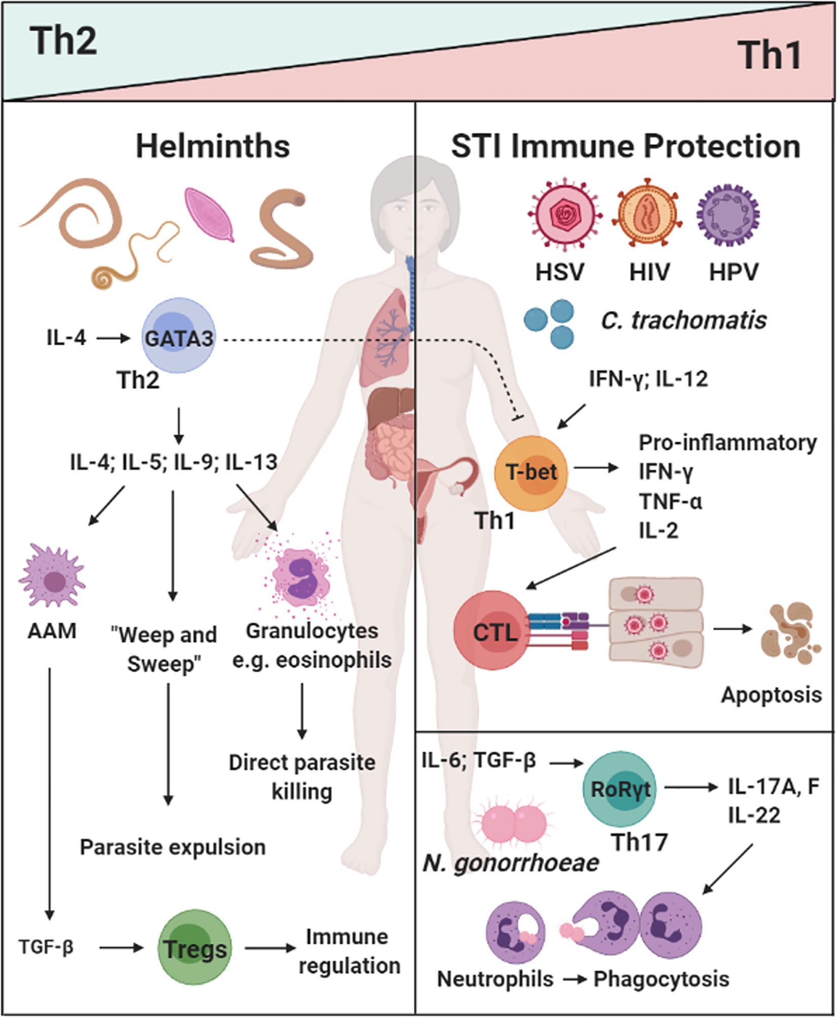 helminth infection inflammation