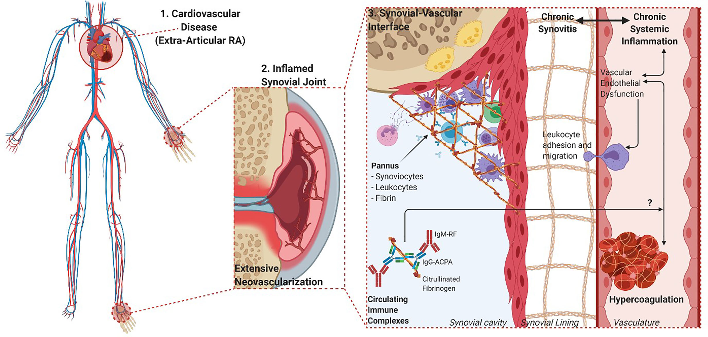 Frontiers  Citrullination of Proteins as a Specific Response