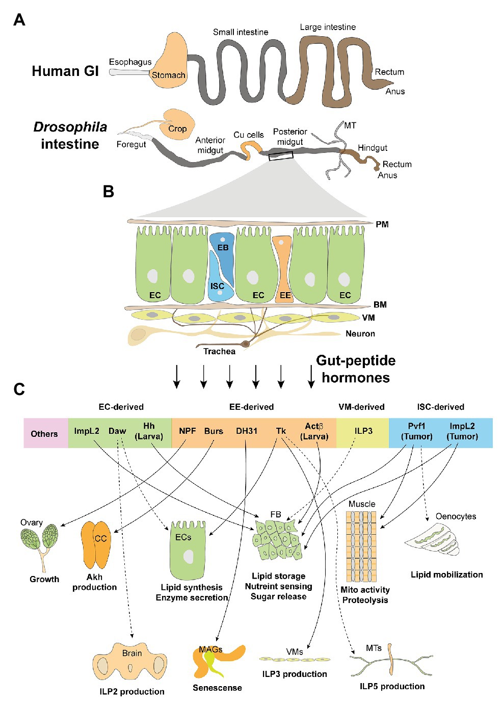 Frontiers Physiological And Pathological Regulation Of Peripheral